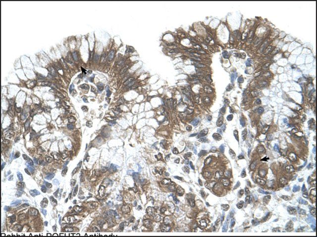 Anti-POFUT2 (AB2) antibody produced in rabbit