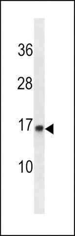 ANTI-POMP(C-TERMINAL) antibody produced in rabbit