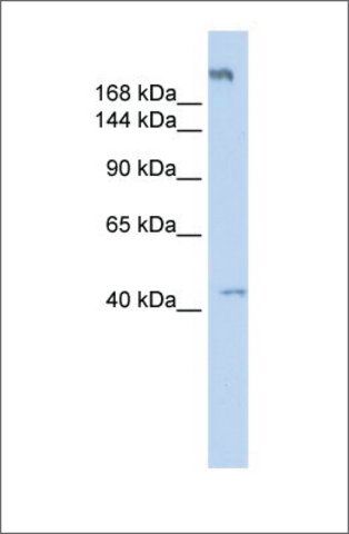 Anti-POLR3A antibody produced in rabbit