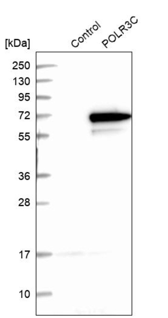 Anti-POLR3C antibody produced in rabbit