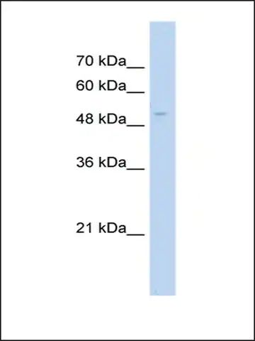 Anti-POLS antibody produced in rabbit