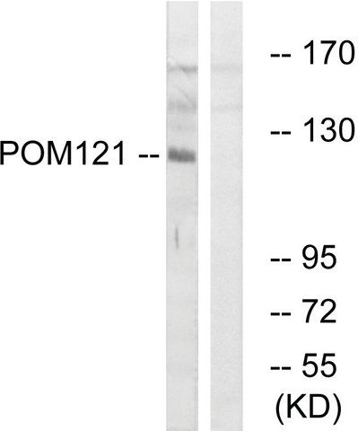 Anti-POM121 antibody produced in rabbit