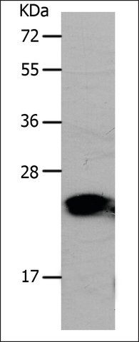 Anti-PONC antibody produced in rabbit