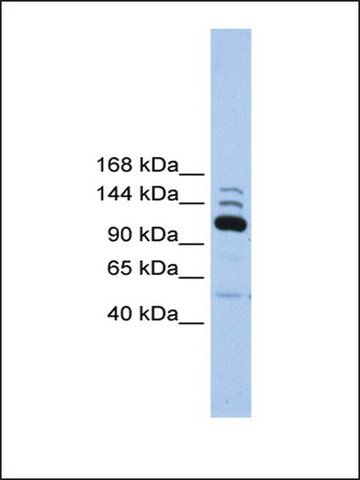 Anti-POLR3B antibody produced in rabbit