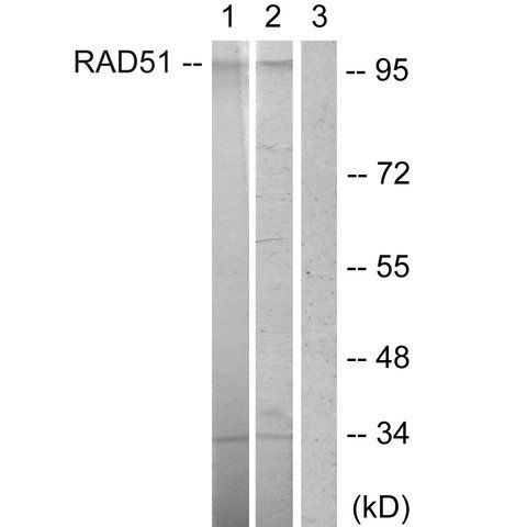 Anti-POU2F1 antibody produced in rabbit