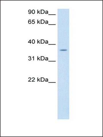 Anti-PON1 antibody produced in rabbit