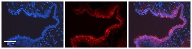 Anti-POU5F1 antibody produced in rabbit