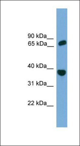 Anti-POT1 antibody produced in rabbit