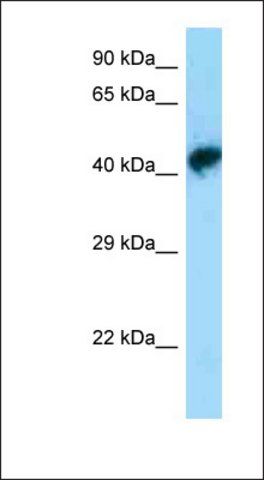 Anti-POU3F1 antibody produced in rabbit