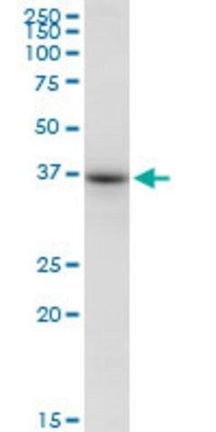 Anti-PPID antibody produced in mouse