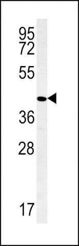 ANTI-PPAN(C-TERMINAL) antibody produced in rabbit