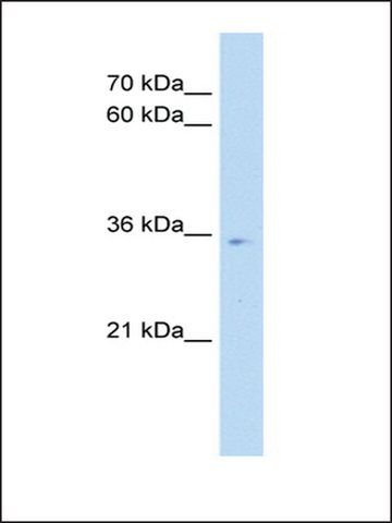 Anti-POU6F1 (AB2) antibody produced in rabbit