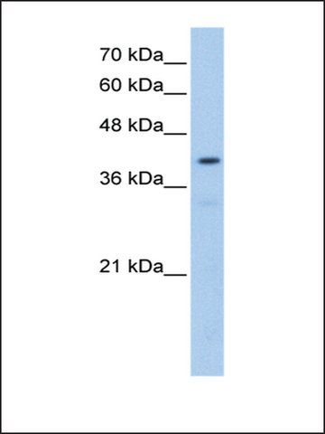 Anti-POMT2 (AB1) antibody produced in rabbit