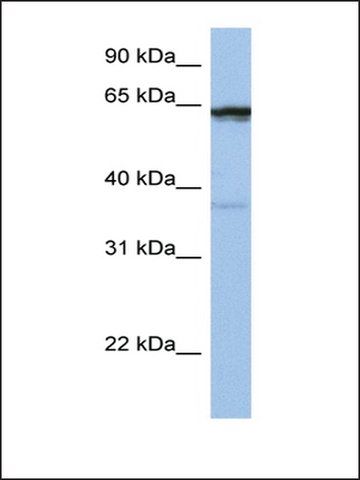 Anti-POPDC2 antibody produced in rabbit