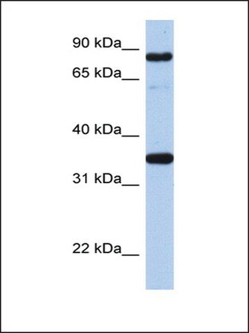 Anti-POU2F1 (AB2) antibody produced in rabbit