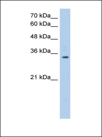 Anti-POU5F2 antibody produced in rabbit