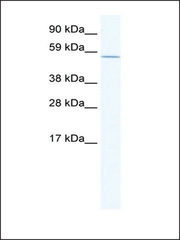 Anti-POU2F1 (AB2) antibody produced in rabbit