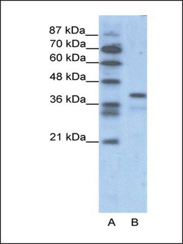 Anti-POU5F1 antibody produced in rabbit