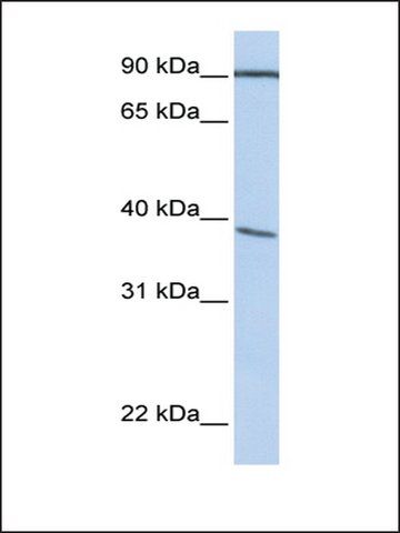 Anti-POPDC3 antibody produced in rabbit