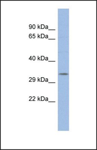 Anti-POU5F2, (N-terminal) antibody produced in rabbit