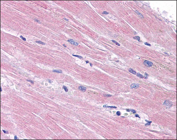 Anti-PPAPDC3 antibody produced in rabbit