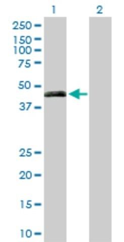 Anti-PON3 antibody produced in rabbit