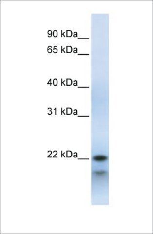 Anti-POLR3H antibody produced in rabbit