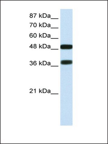 Anti-POU3F2 (AB1) antibody produced in rabbit