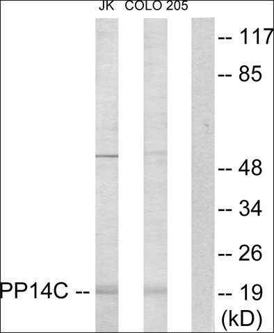 Anti-PP14C antibody produced in rabbit