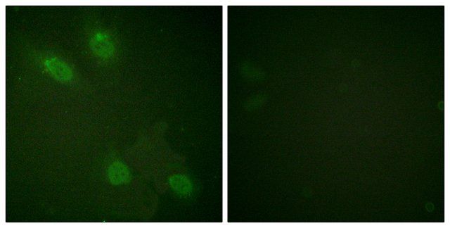 Anti-PPAR-BP antibody produced in rabbit