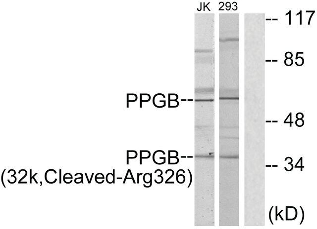 Anti-PPGB (32k, Cleaved-Arg<sup>326</sup>) antibody produced in rabbit