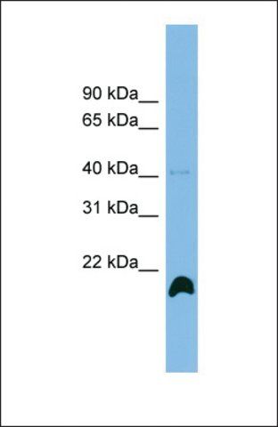 Anti-PPIH, (N-terminal) antibody produced in rabbit