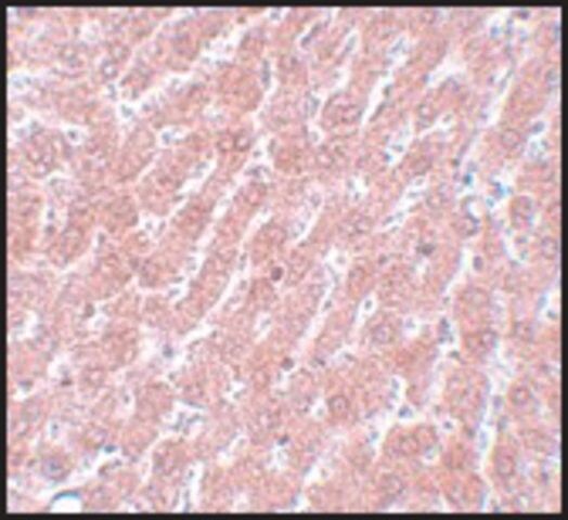 Anti-POU5F1 antibody produced in rabbit