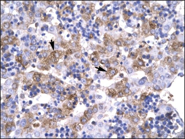 Anti-POU1F1 antibody produced in rabbit