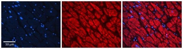 Anti-PPCS antibody produced in rabbit