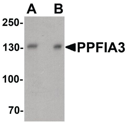 Anti-PPFIA3 antibody produced in rabbit