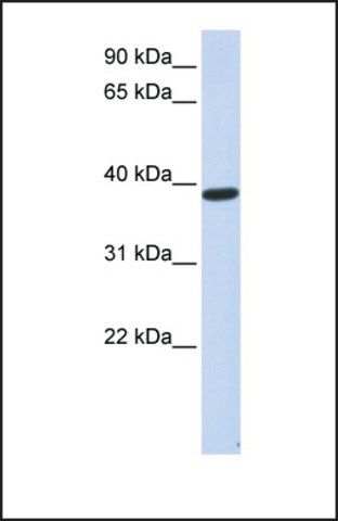 Anti-PPP1R7 antibody produced in rabbit