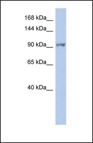 Anti-NEK9 antibody produced in rabbit