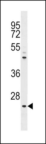 ANTI-NEUROGENIN1 (NEUROG1)(N-TERMINAL) antibody produced in rabbit