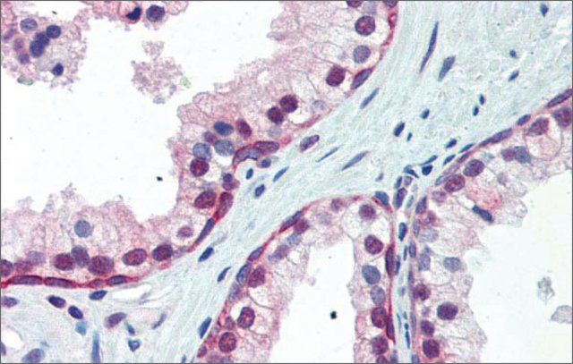 Anti-NRF1 (ab2) antibody produced in rabbit