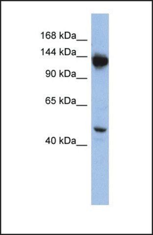 Anti-NRD1 antibody produced in rabbit