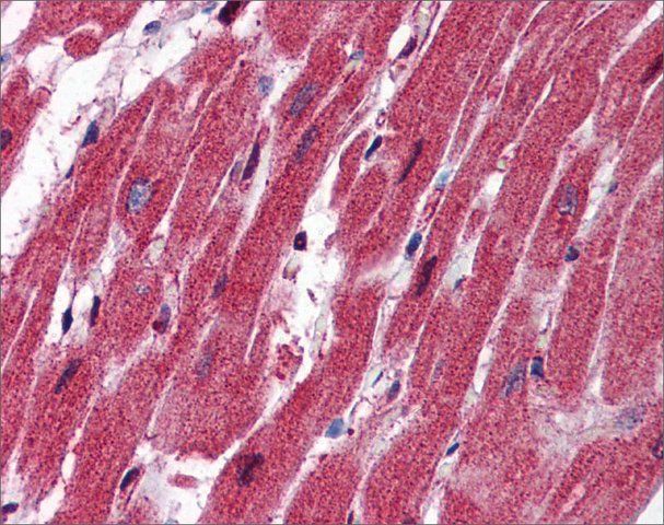 Anti-NES antibody produced in rabbit