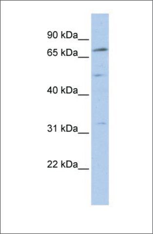 Anti-NR6A1 antibody produced in rabbit