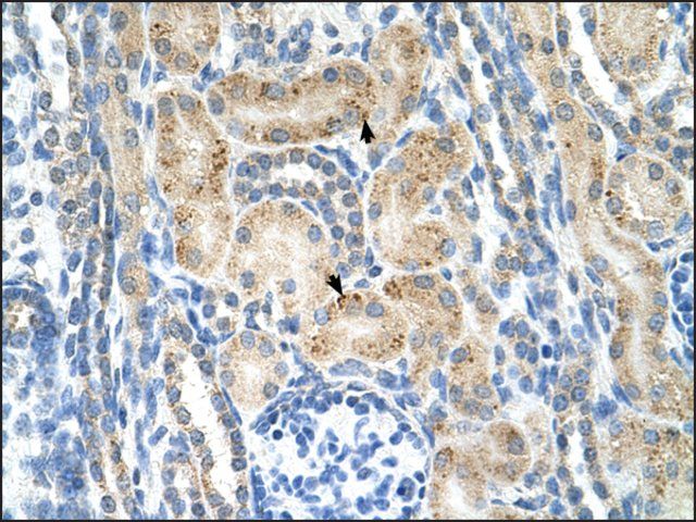 Anti-NRCAM (AB2) antibody produced in rabbit