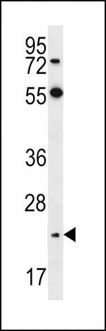 ANTI-NEUROGENIN2(C-TERMINAL) antibody produced in rabbit