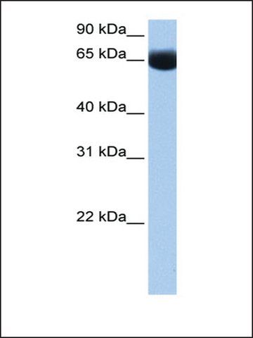 Anti-NSUN6 (AB2) antibody produced in rabbit