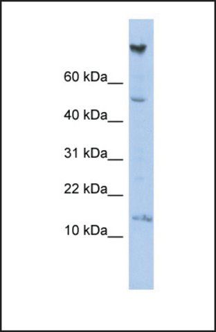 Anti-NRARP antibody produced in rabbit