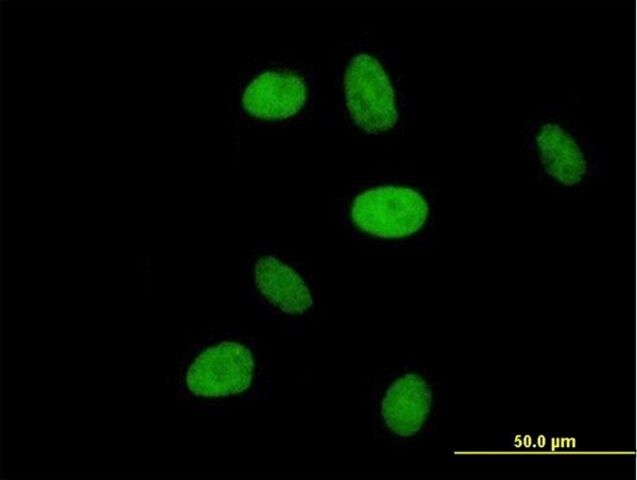 Anti-NR6A1 antibody produced in mouse