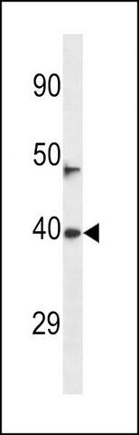 ANTI-NEURL3 (C-TERM) antibody produced in rabbit