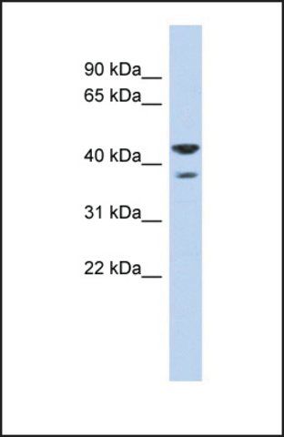 Anti-NSUN4, (N-terminal) antibody produced in rabbit